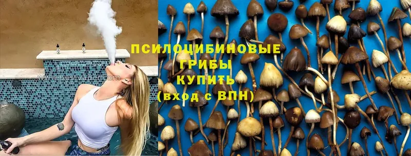 Псилоцибиновые грибы Cubensis  Заволжье 